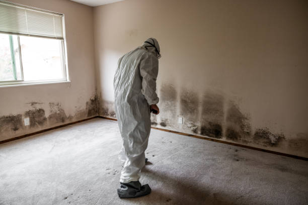Crawl Space Mold Removal in Huguley, AL